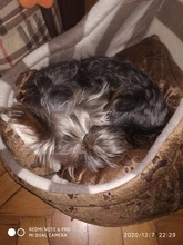 Cat Bed Nest Kennel Dog-Beds Cat-House Princess-Bed Dogs Washable Small Warm for Pet-Dog