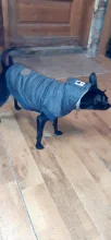 Pet-Dog-Clothes Jackets Coat Pets-Products Puppy-Cat-Clothing Pug-Outfits Small Dogs