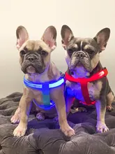 Arnés de seguridad LED de nailon para mascotas, producto para perro, Con luz intermitente, correa, Collar, chaleco, suministros para mascotas
