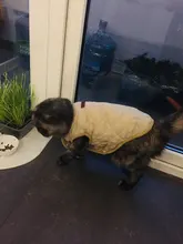 Ropa para perro Chihuahua, traje de gatito, chaqueta para perro, chaleco, ropa de invierno, abrigo de perrito mascota, ropa para perros pequeños y medianos