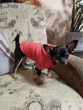 Coat Puppy Clothing Pet-Dog-Jacket Dogs Chihuahua Yorkshire Hoodies Outfit Small Winter