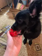 Bola de juguete interactiva para perro, Bola de goma natural con fugas, Limpieza de dientes, 5cm/7cm/11cm, nueva mascota de sandía