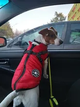De invierno para mascotas ropa de perro francés mascota Bulldog cálido Chaleco con arnés abrigo perro ropa chaleco pequeño mediano para perros
