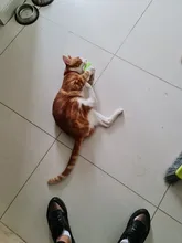 Pet-Collar Necklace Repel Flea Pest-Control-Protect Killer Adjustable for And Rubber