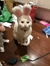Disfraz de mascota con Orejas de conejo, gorro para gato, Halloween, ropa de Navidad, vestido de lujo con orejas, accesorio para Otoño e Invierno