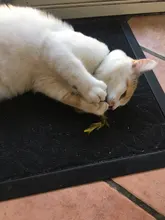 Catnip Toys Ball Cat-Toy Gato Interactive Treats Katten Pawstrip Soft 1pc Speelgoed