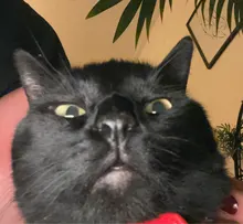 Cat-Collar Cat-Accessories Puppy Rhinestone Name Custom Small Chihuahua Yorkshire-Free