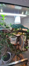 Vid Artificial reptil lagarto terrario decoración camaleones subir resto plantas hojas