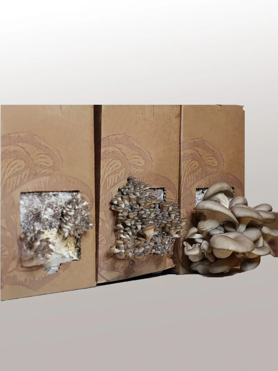 Veshenki mushroom for growing mushrooms veshenok houses in a box, set for growing mushrooms, mushroom seeds, mushroom home