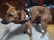 K9 Harnesses For Dogs Customizable Dog Name label Reflective Adjustable Dog Harness Vest