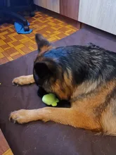 Cat-Toys Puppy-Chew-Toy Frog Interactive Squeaky Small Dogs Green Blue 1pc Red Pig 