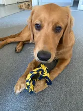 Dog-Chew-Toys Pets-Supplies Dogs Interactive-Squeak Squeaky Bite-Resistant Small Large