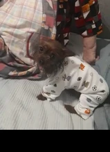 Pajama Jumpsuit Overalls Clothing Puppy-Cat-Clothes Dogs Small Yorkshire Terrier 