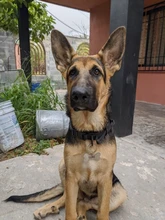 Collar táctico militar ajustable para perro, collares para perro y mascotas, correa de Control, Asa de entrenamiento, Collar de Gato para perros pequeños y grandes