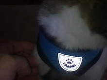 Vest Leash-Set Dog-Accessories Puppy Cat-Harness Small Dogs Chihuahua Breathable Mesh