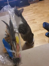 Cat-Stick Toys-Set Teaser Funny Kitten Training-Rod Pet-Supplies Exercise Pets Retractable