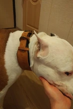 Dog-Collar Bulldog German Shepherd Wide-Leather Padded Pet-Dog Perro Soft for Medium