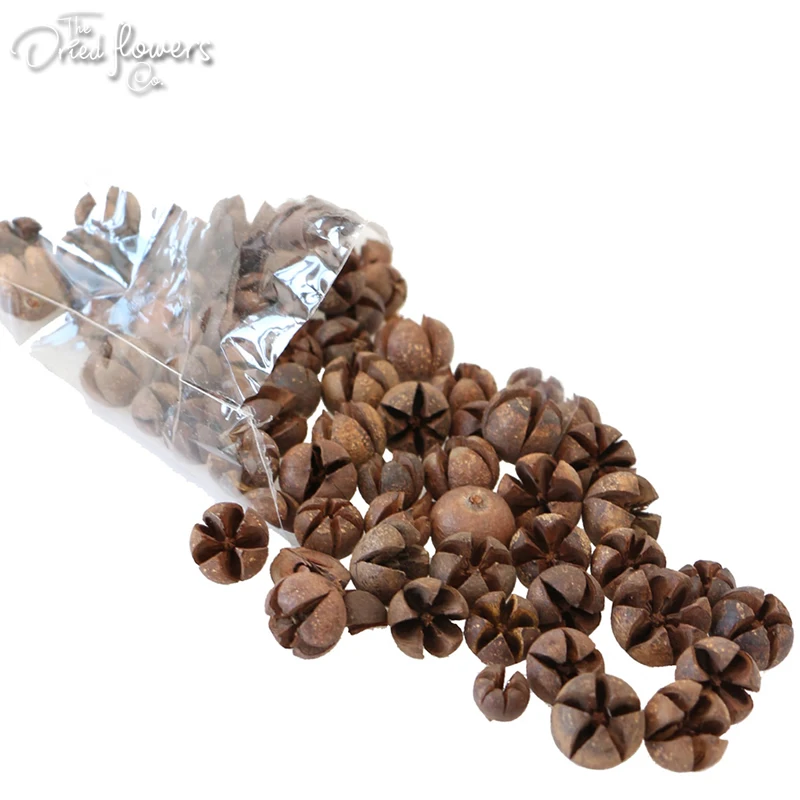 eucalyptus-pod-317-3800