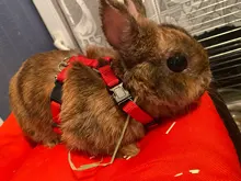 Arnés suave de conejo para mascota, correa de tracción ajustable para caminar, NIN668