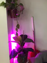 LED Grow Light Full Spectrum 5V USB Grow Light Strip 2835 LED Phyto Lamps For Plants