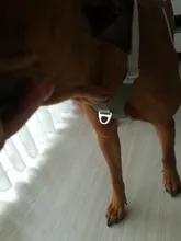 Harness Vest Belt Chest-Strap Dog-Training-Reflective Big-Dogs Adjustable Outdoor 