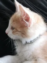 Collar de cristal para gatos, accesorios para mascotas, Collar de cuero con diamantes de imitación de liberación rápida con campana, Collar para gatitos