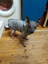 Coat Puppy Clothing Pet-Dog-Jacket Dogs Chihuahua Yorkshire Hoodies Outfit Small Winter