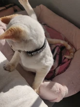 Collar de seguridad para gato, Collar de gatito personalizado de liberación rápida, Collar para gatos con campana para cachorro gatito