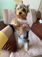 OhBabyKa-pantalones cortos lavables y reutilizables para perros, pañales duraderos y cómodos, con estilo, para perros de 3 tallas S, M y L