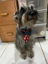 Puppy-Toy Necktie Grooming Dog Cat Adjustable Cute Bow-Tie Printed Cartoon