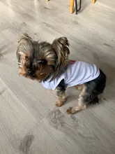 Ropa de perro para perros pequeños estampado bonito verano mascotas camiseta perro ropa chaleco para gatos mascota de algodón de T camisa Pug ropa trajes