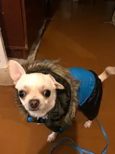 Jacket Bulldog-Clothing Pet-Coat Puppy Dogs Pug Chihuahua French Waterproof Winter Small