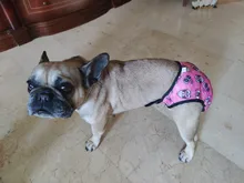 XS-XXL-Pantalones fisiológicos para perros, bragas sanitarias lavables para perros, pantalones cortos, ropa interior