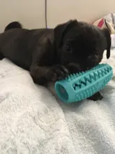 Juguetes de perro ventosa de silicona para perros de compañía Tug interactivo bola juguetes para mascotas masticar morder los dientes cepillo de limpieza de los perros Juguetes