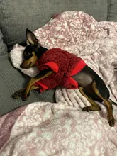 Ropa para perros de lana y Chihuahua, Ropa de invierno para mascotas pequeñas y medianas