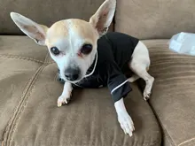 Puppy-Outfit Dogs-Costume Pet-French-Bulldog-Pajamas Chihuahua Fashion Small Medium Perro