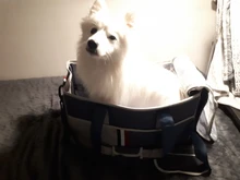 Handbag Tote Pet-Dog-Bag Traveling Portable Pet-Supplies Shoulder-Bag Oxford-Cloth