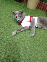 Shirt Pet-Clothing Dog-Costume Puppy Dogs Vest Christmas Chihuahua Cotton Small Medium