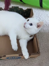 Collar de gato personalizado con estampado, Collar de gatito personalizado de liberación rápida con campana grabada, accesorios para gatos domésticos