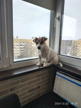 Zapatos de malla reflectante para perro y gato, medias de cachorro transpirables, Botas de lluvia antideslizantes para mascotas, protección de pata de osito cachorro para perro pequeño