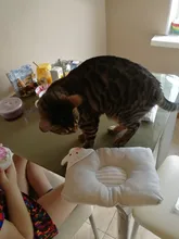 Almohada de moda para mascotas, cojín especial para dormir de gatos y perros, oso de peluche, Pomeranian, suministros para perros, alfombrilla para cachorro, 2019