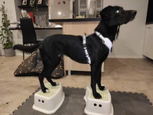 Pet-Harness Truelove Walk Padded Seat-Belt Handle Reflective-Dog Adjustable Small Soft