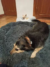 Cama de perro caliente de lana ronda perro perrera casa larga felpa invierno mascotas camas para perros medianos grandes perros gatos cojín del sofá suave esteras