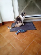 Muñeco eléctrico de peluche con forma de pez en movimiento para niños, juguete interactivo con carga USB para mascotas