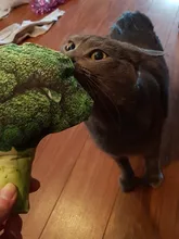 Pet-Supplies Dog-Toy Vegetable Carrot Interactive Training Small Squeaky-Bone Simulation