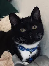 Collier-Collar para gatos con estampado de pata, correa de nailon ajustable para el cuello, para gatos