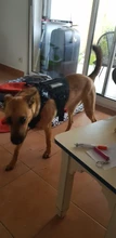 Conjunto de arnés y correa para perro táctico, chaleco para perro grande con hebilla de Metal, Pastor Alemán, arnés duradero para mascotas para entrenamiento de perros pequeños y grandes