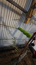 Parrot Perch Cockatiels Pet-Cage-Accessories Hanging-Decor Grinding-Supplies Wood Bird