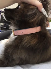 Dog-Collar Id-Plate Engraved Dogs Pitbull Custom Personalized Padded with Tag 2-Layers