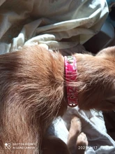 Collar de gato personalizado ID Collar cuero grabado por encargo Nombre del número de teléfono grabado gratis para cachorro Chihuahua 10